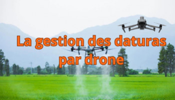 La gestion des daturas par drone